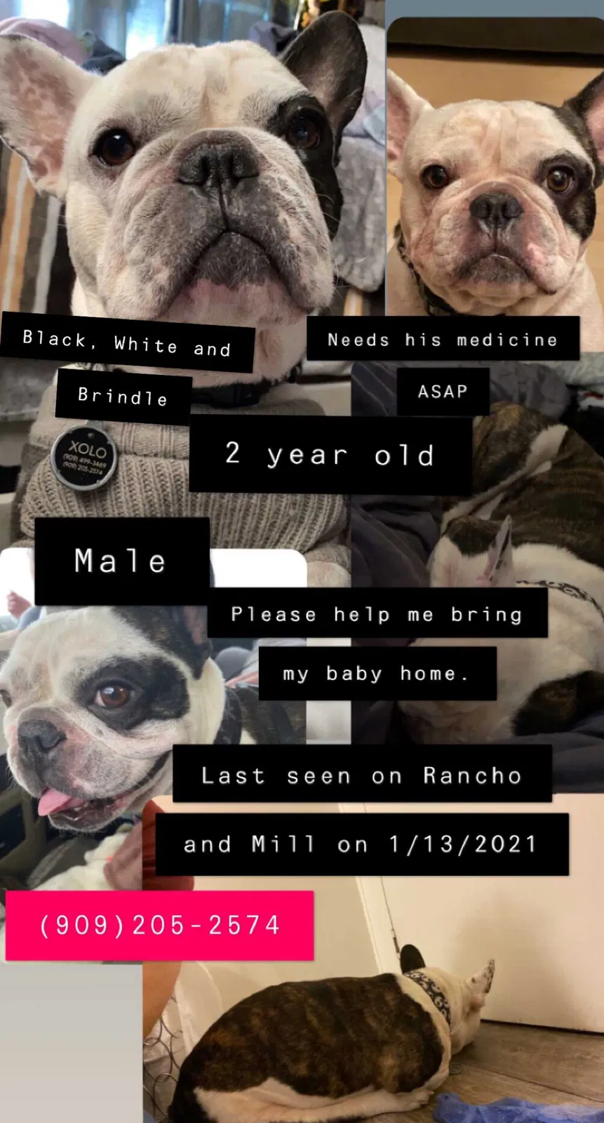 Lost dog in San Bernardino, CA, 92410