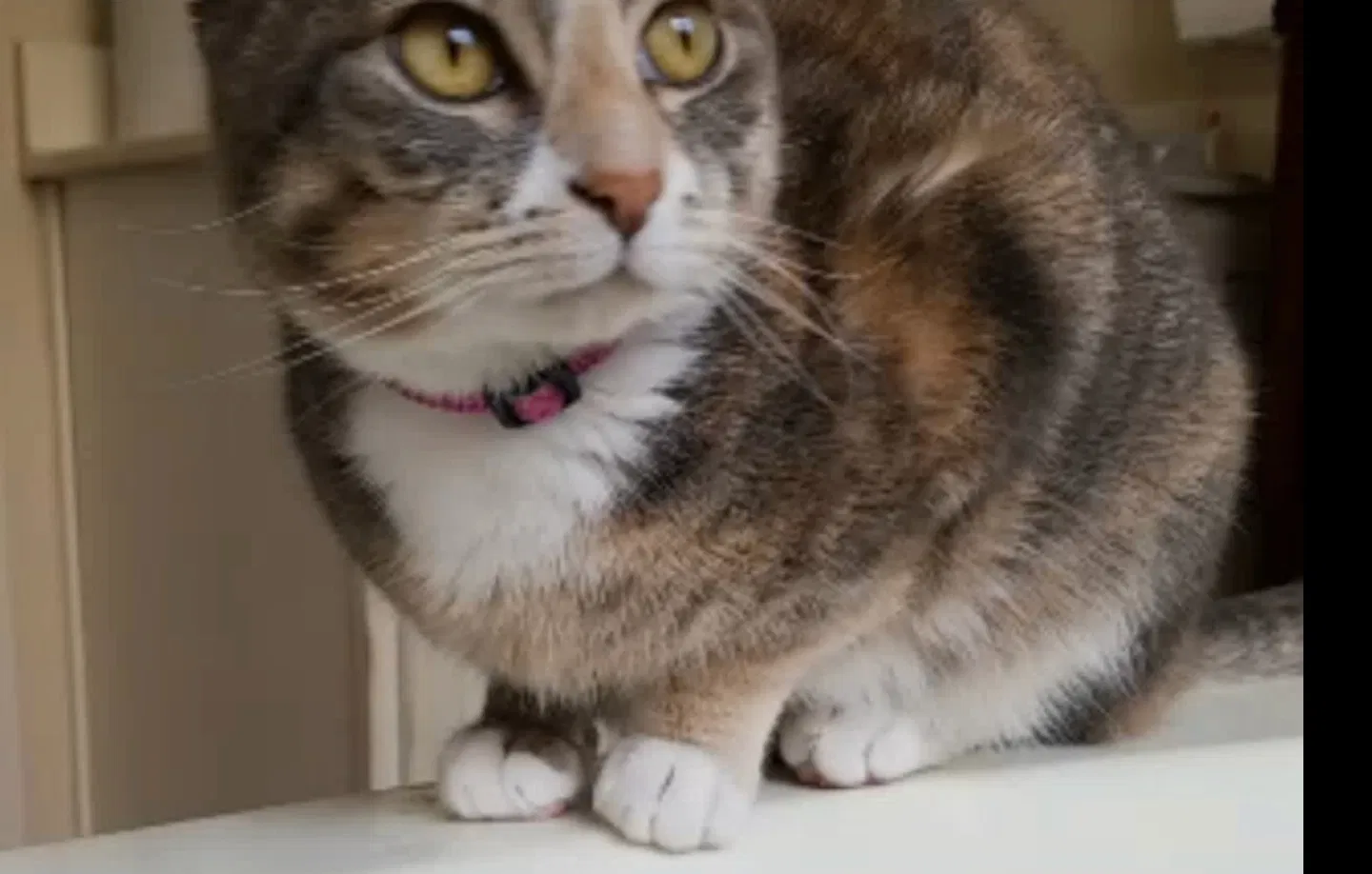 Lost cat in Lewisville, TX, 75067