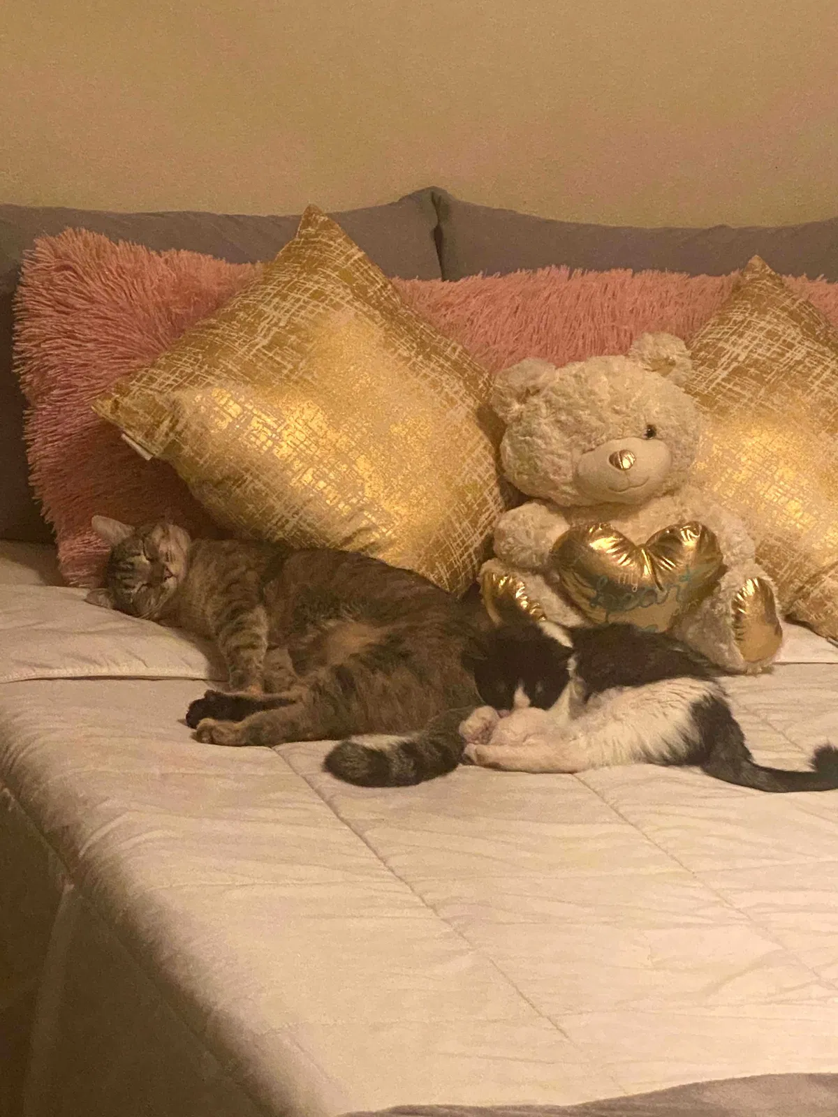 Lost cat in El Paso, TX, 79938