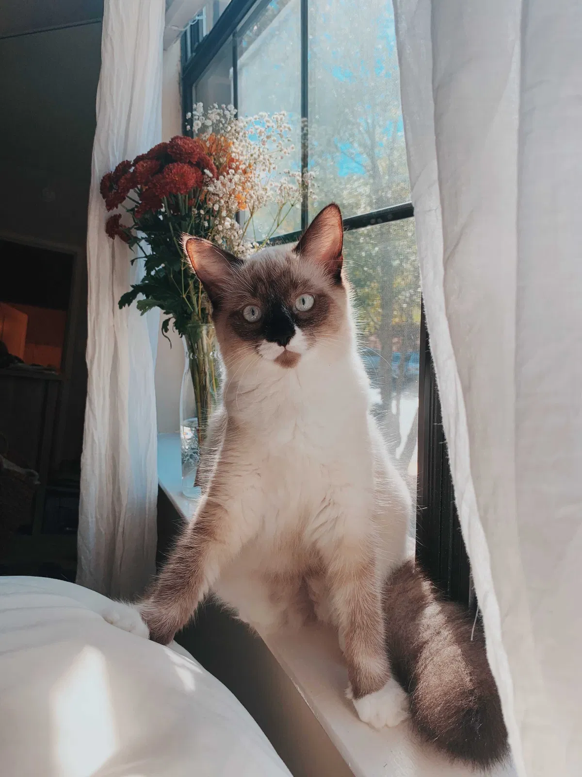 Lost cat in Birmingham, AL, 35209