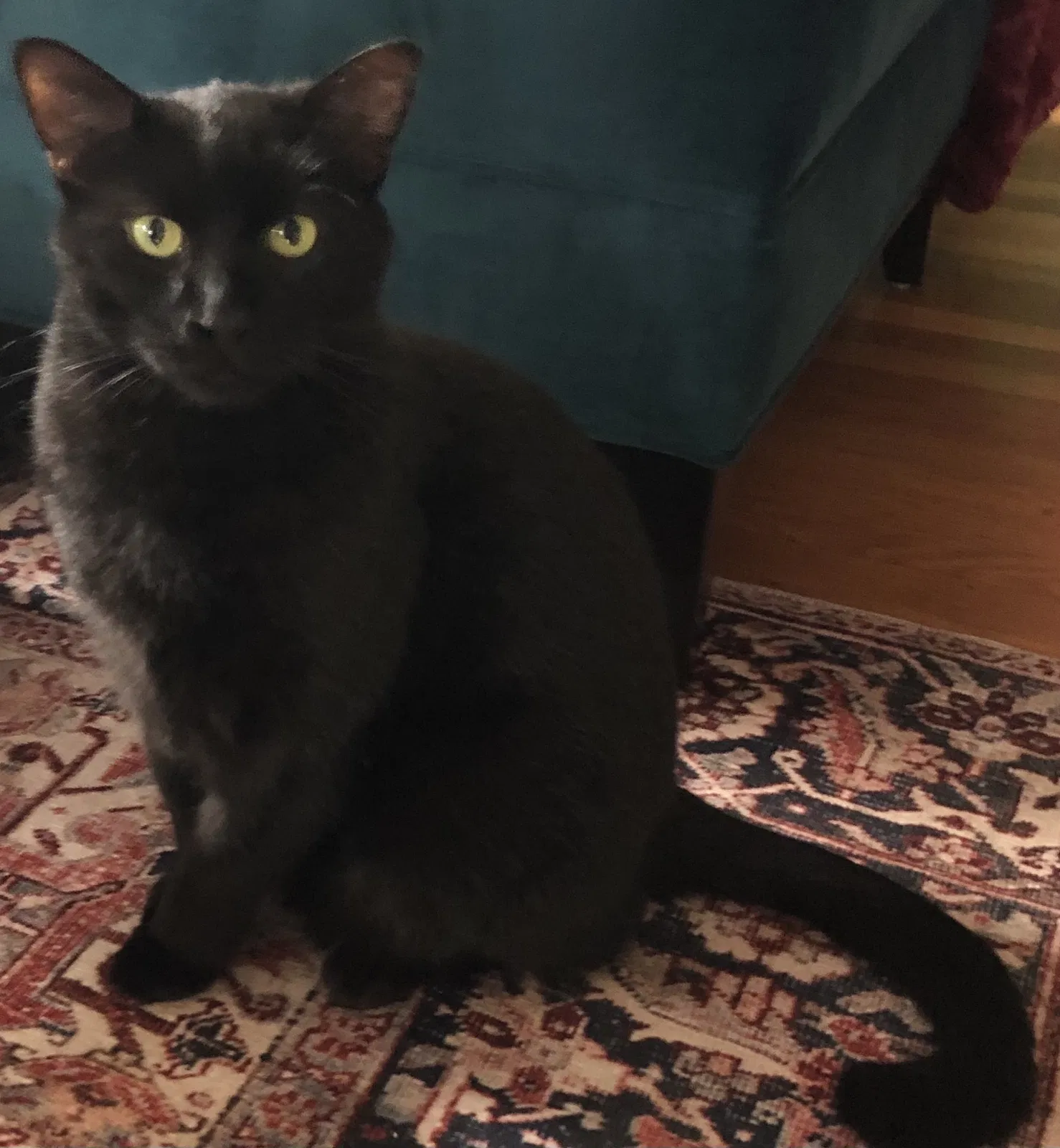 Lost cat in West Sacramento, CA, 95691