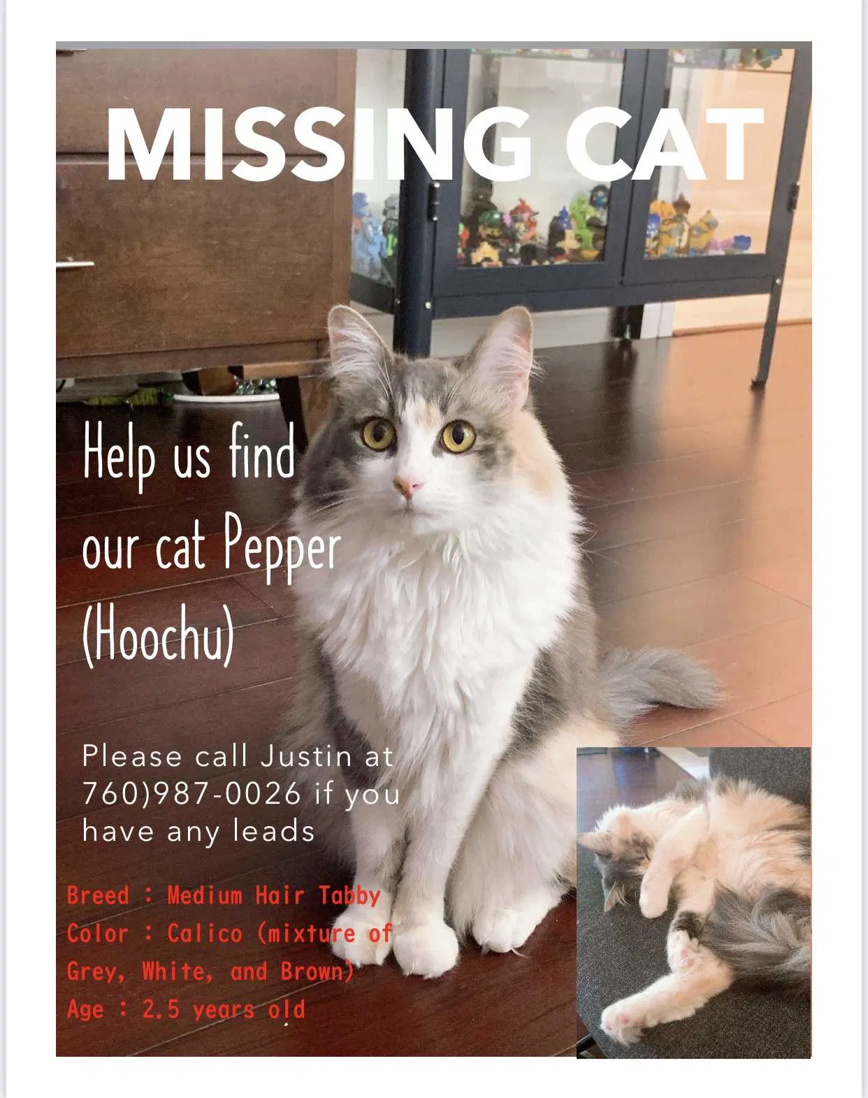 Lost cat in Anaheim, CA, 92807