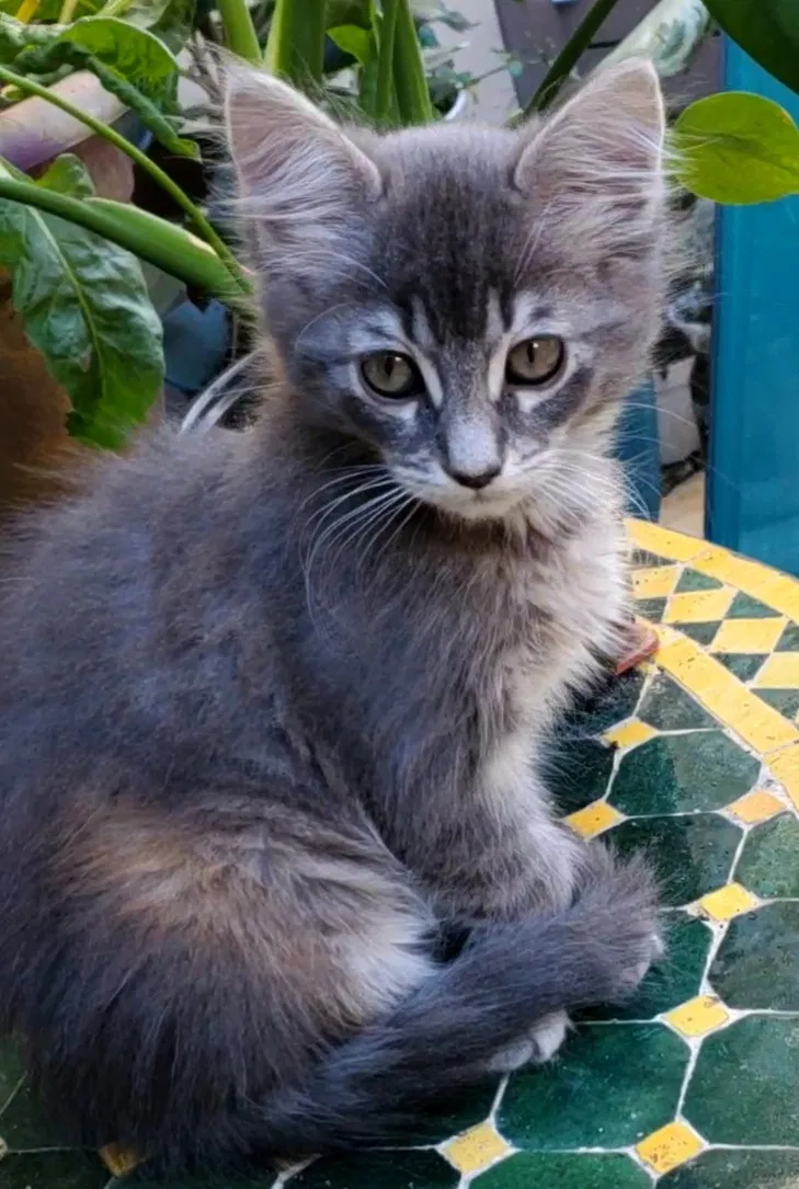Lost cat in Redondo Beach, CA, 90278