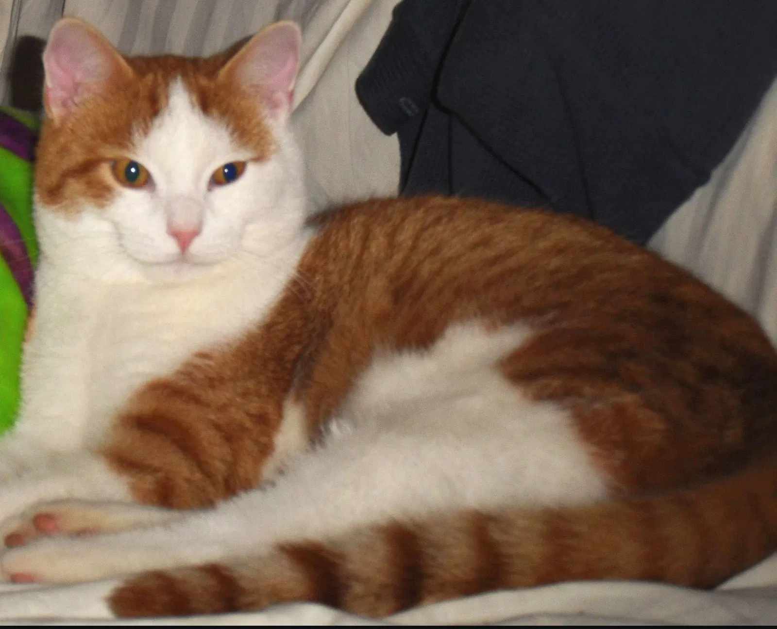 Lost cat in Birmingham, AL, 35213