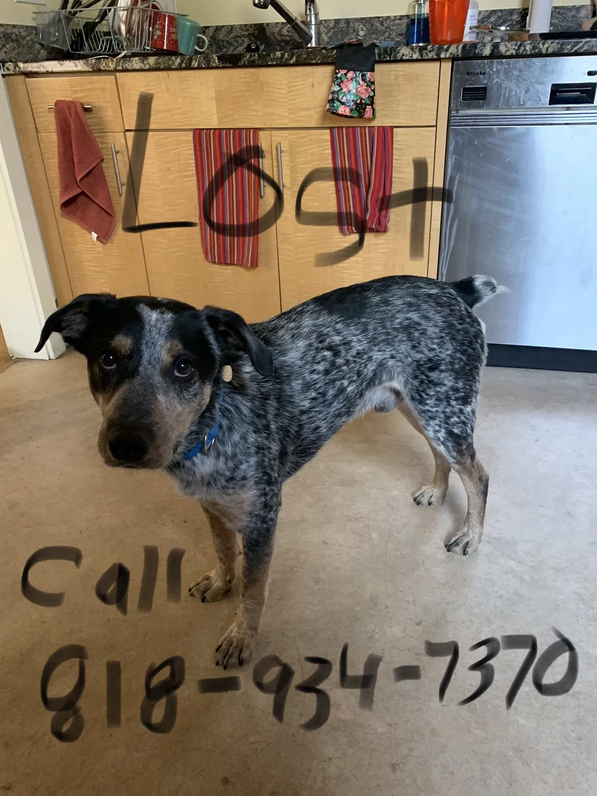 Lost dog in Phoenix, AZ, 85075