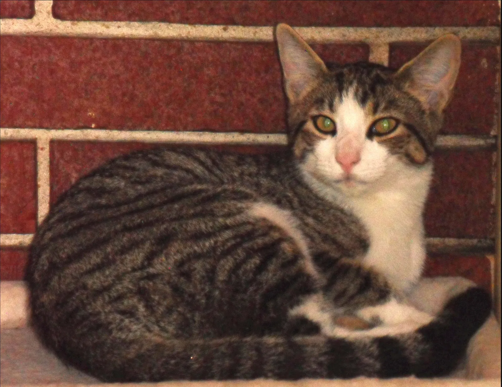 Lost cat in Birmingham, AL, 35213