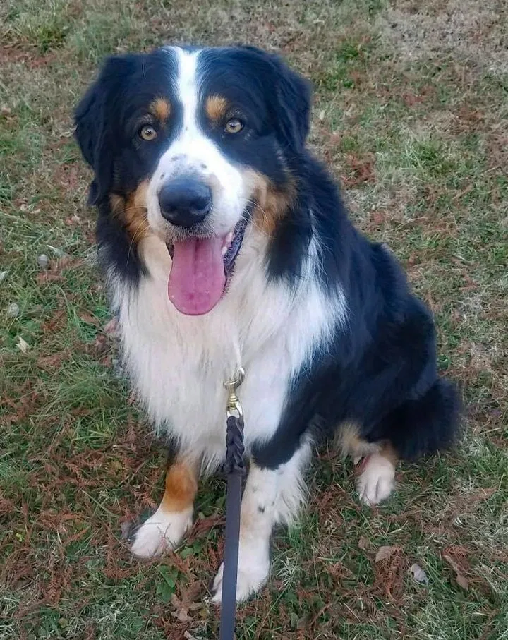Lost dog in Roan Mountain, TN, 37687