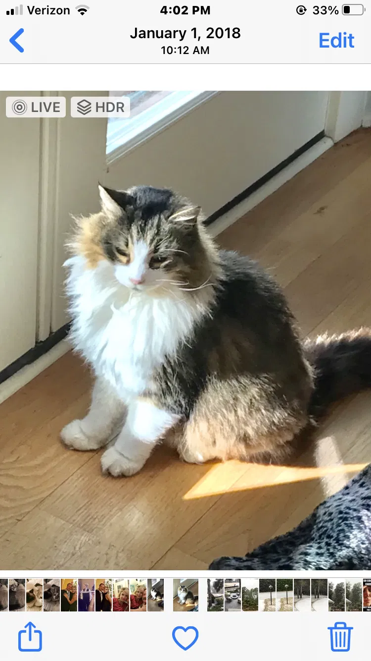 Lost cat in Pawleys Island, SC, 29585