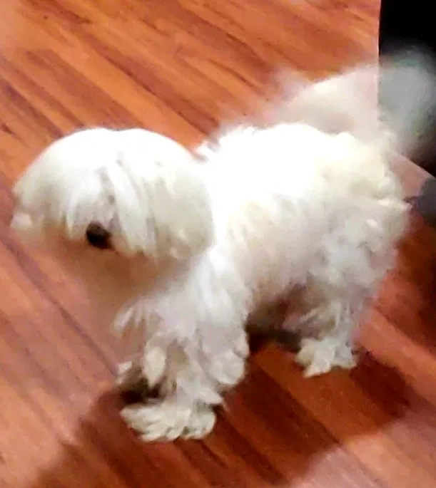Lost dog in Denver, CO, 80260