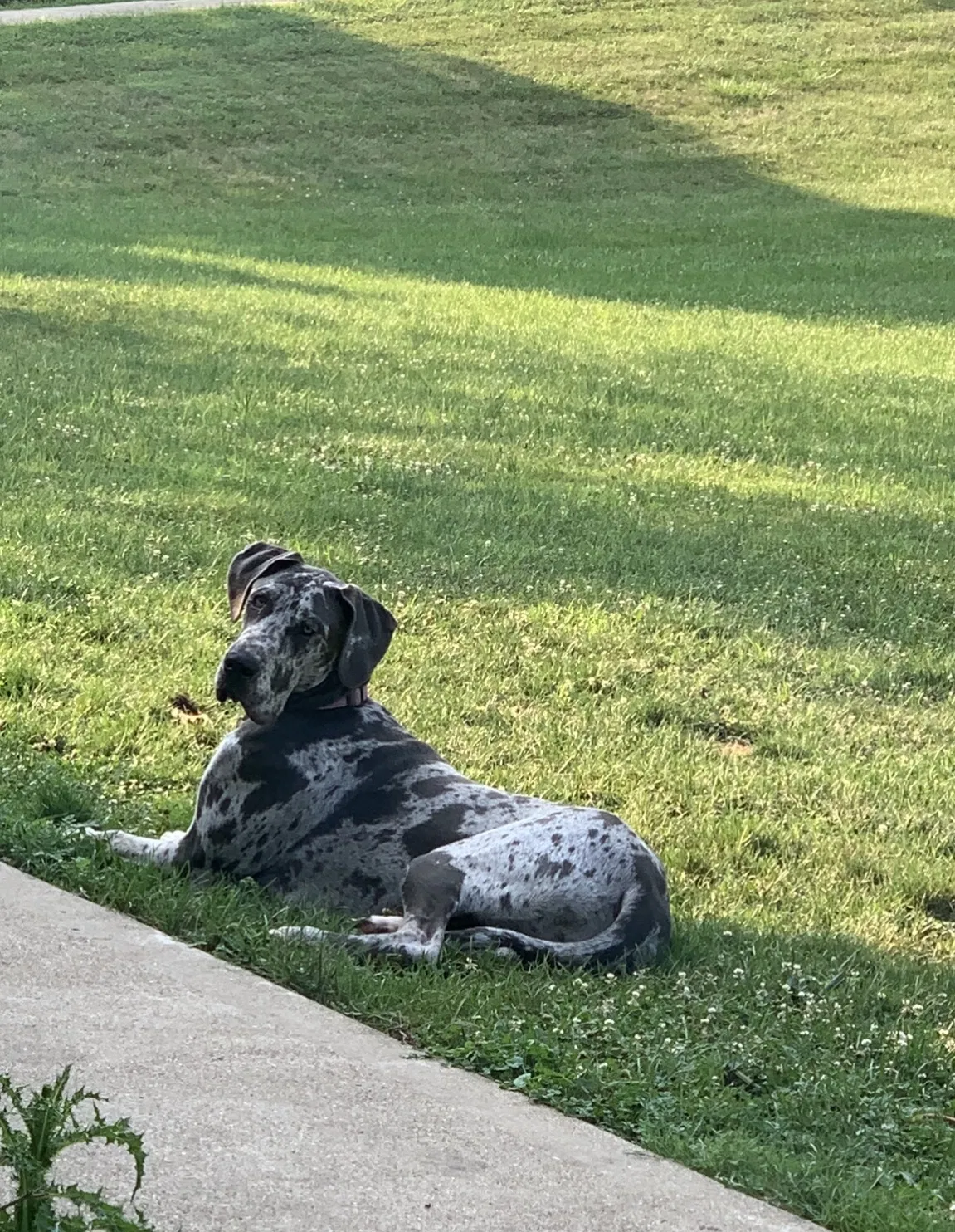 Lost dog in Athens, OH, 45701