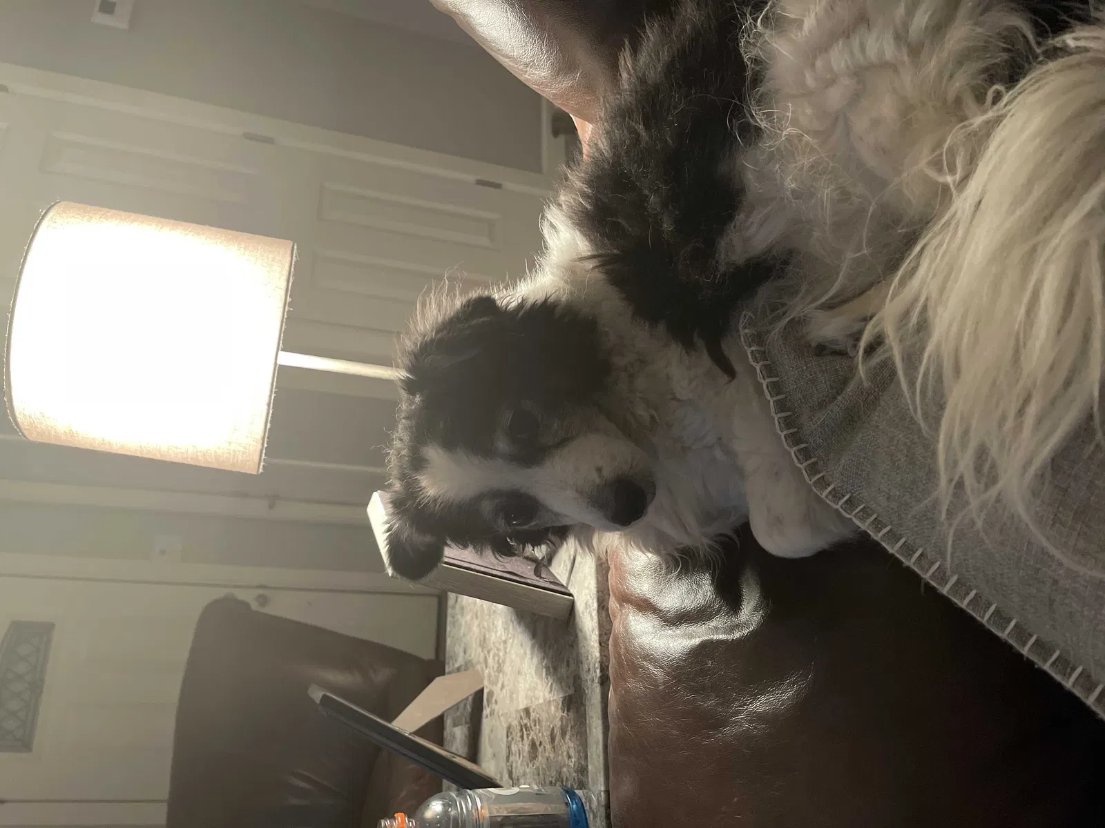 Lost dog in Albuquerque, NM, 87120