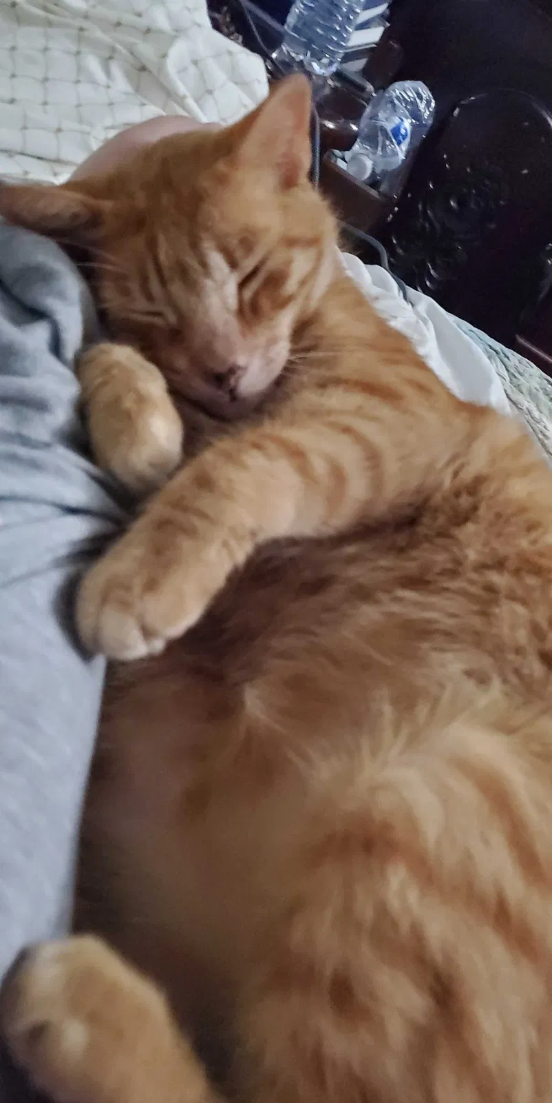 Lost cat in Pico Rivera, CA, 90660