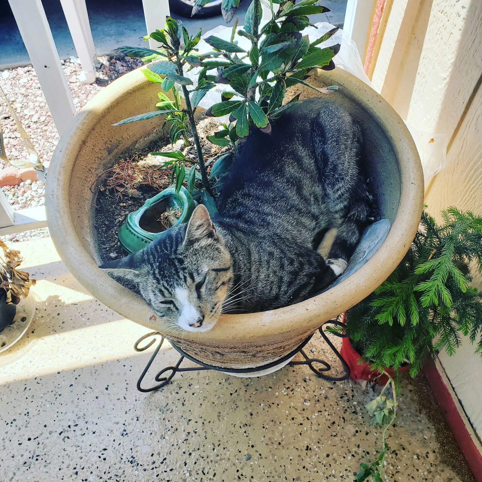 Lost cat in Pico Rivera, CA, 90660