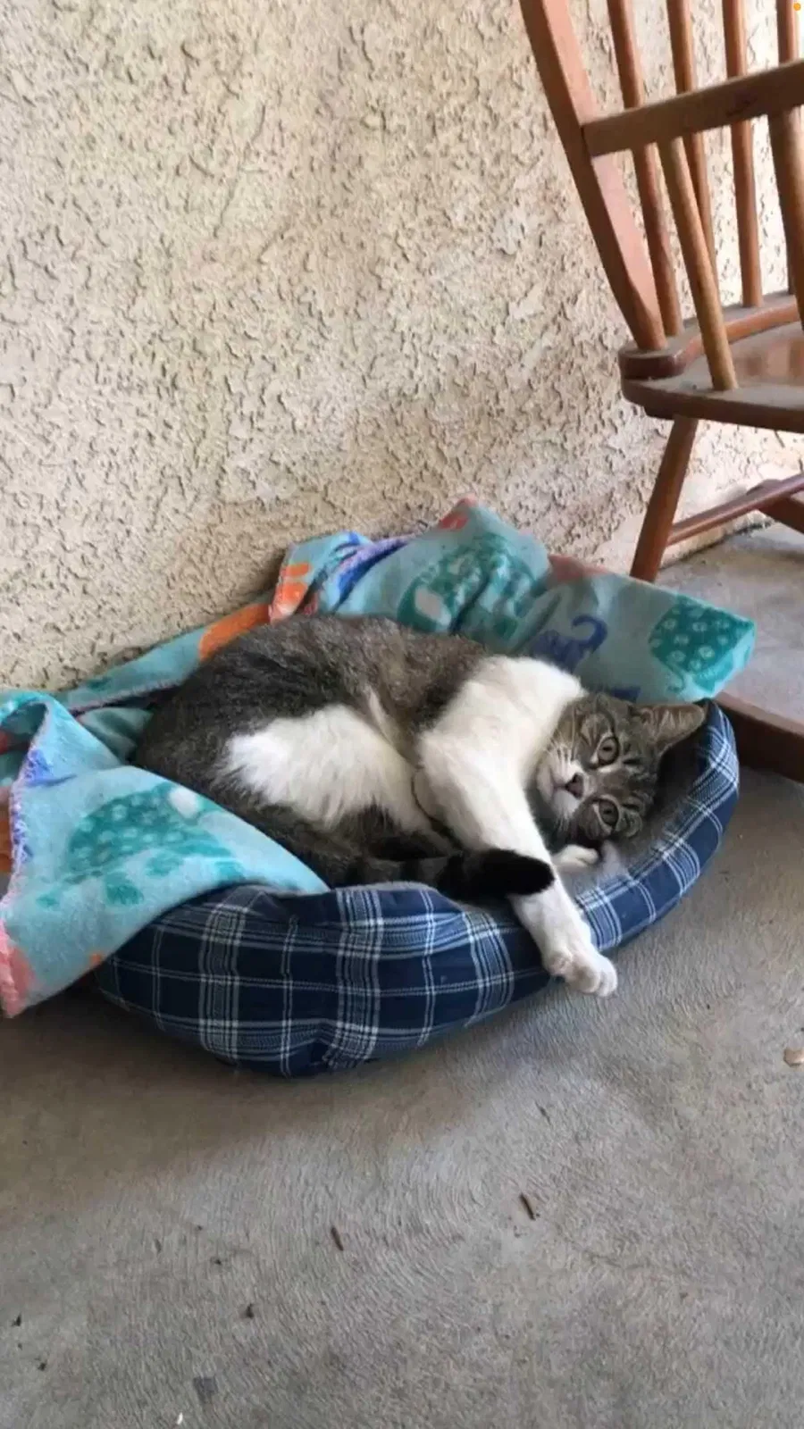 Lost cat in Fresno, CA, 93711