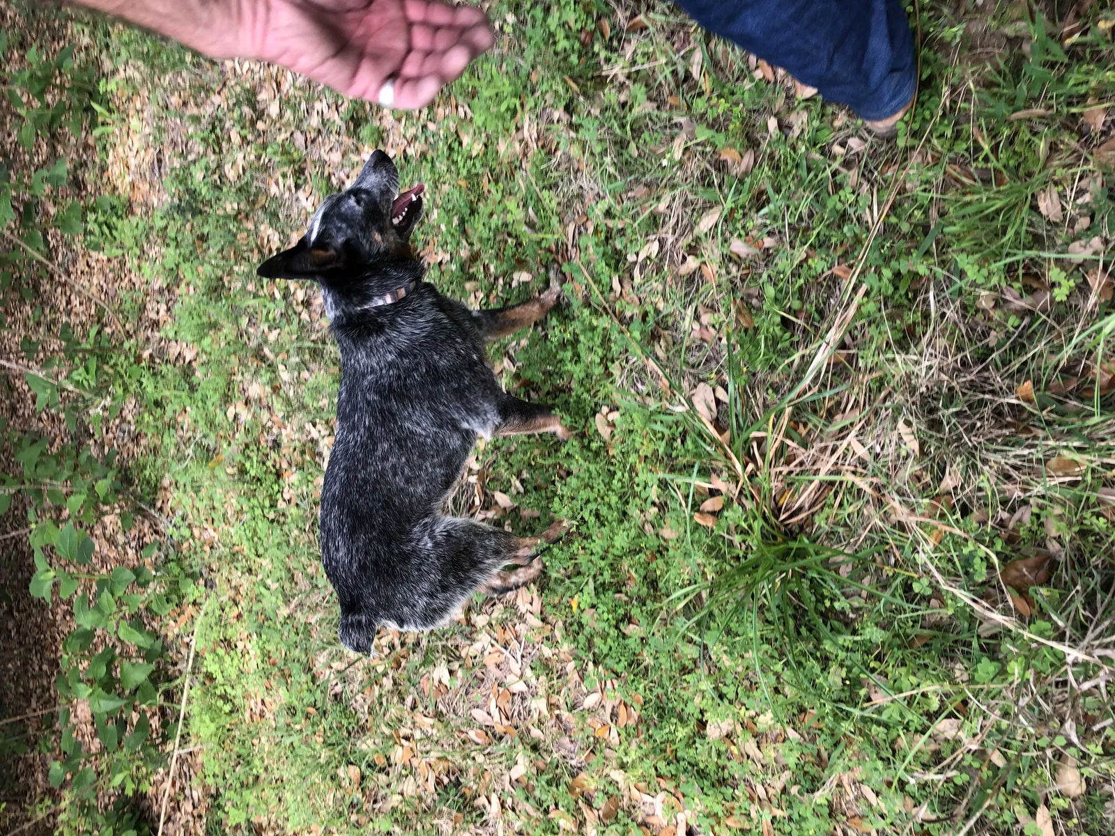 Lost dog in Baytown, TX, 77523