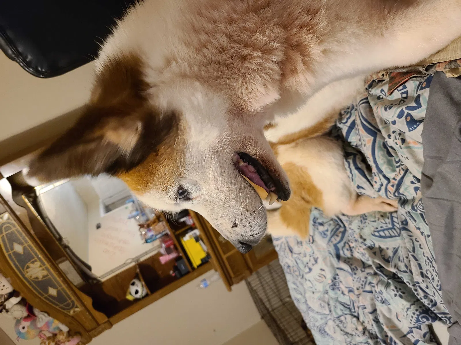 Lost dog in Knoxville, TN, 37912