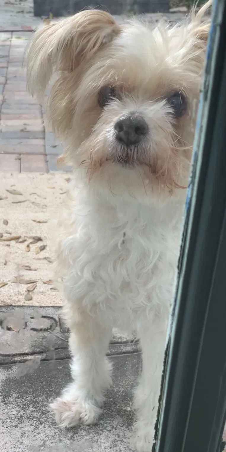 Lost dog in Saint Petersburg, FL, 33701