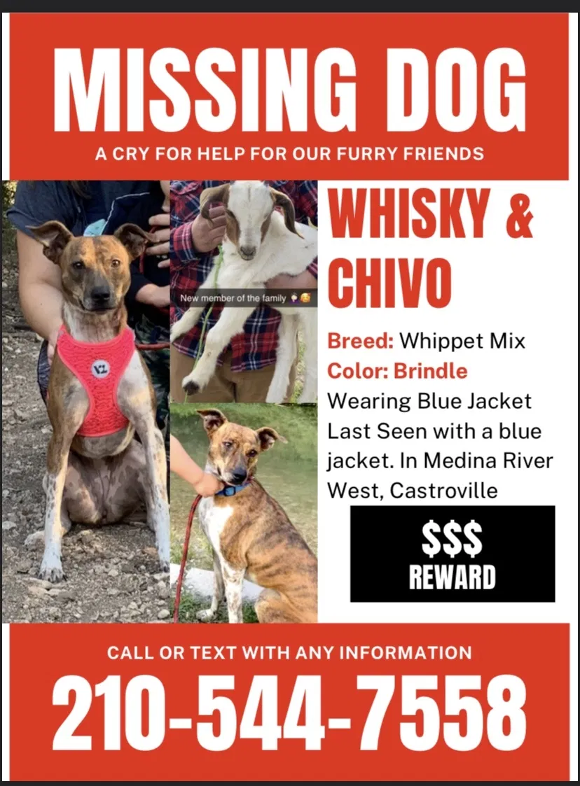 Lost dog in Castroville, TX, 78009