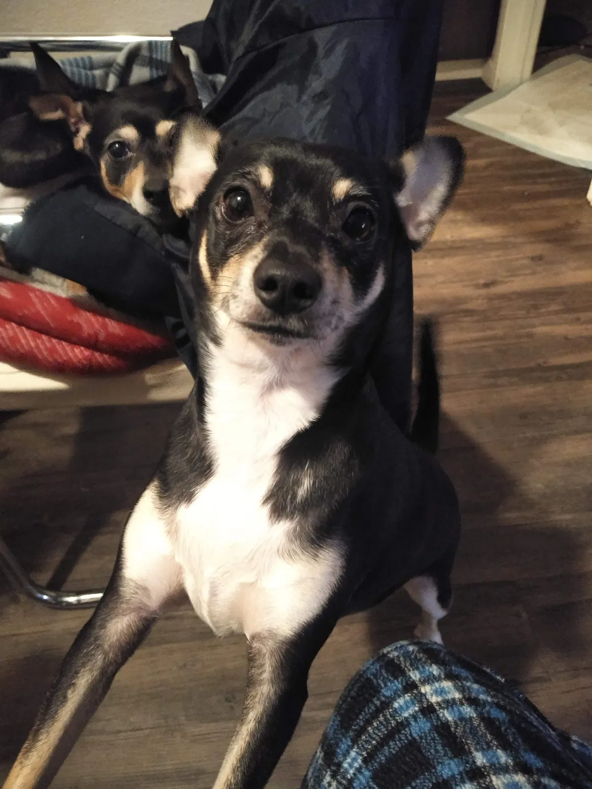 Lost dog in Sacramento, CA, 95823