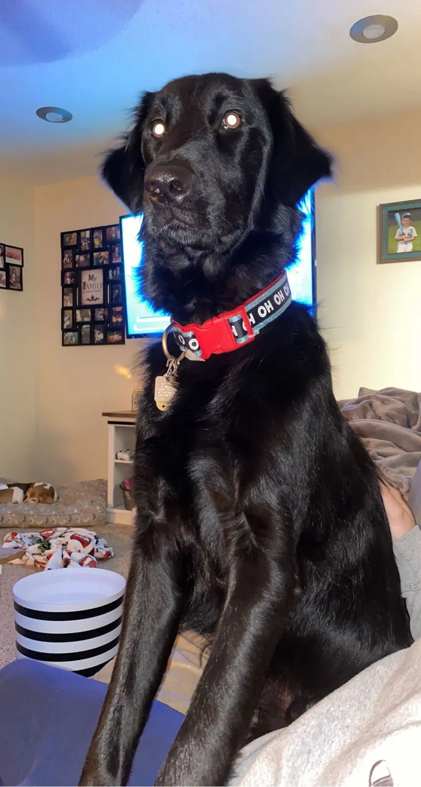 Lost dog in Newark, OH, 43055