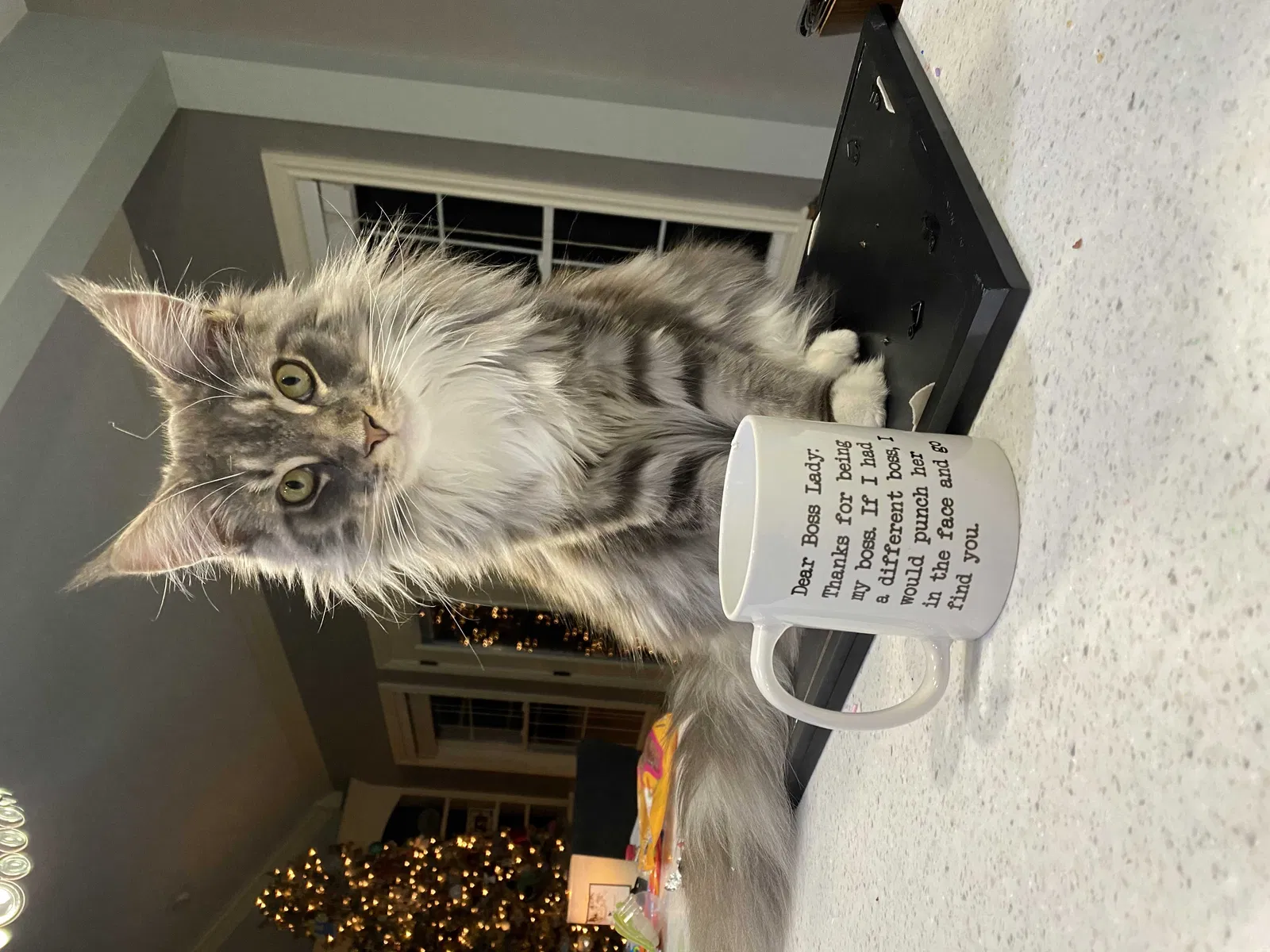 Lost cat in Evansville, IN, 47725