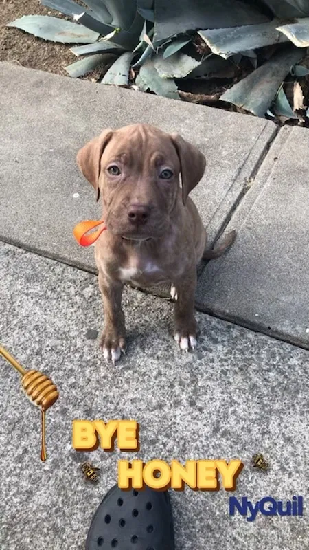 Lost dog in Sacramento, CA, 95822
