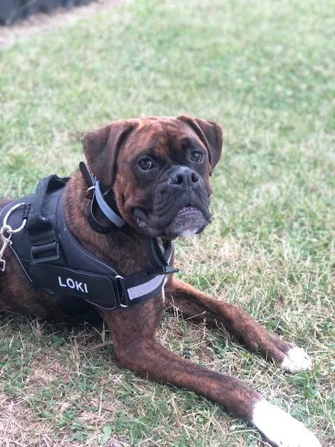 Lost dog in Canton, OH, 44721