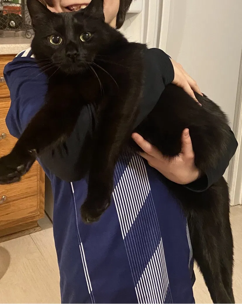 Lost cat in Montgomery Village, MD, 20886
