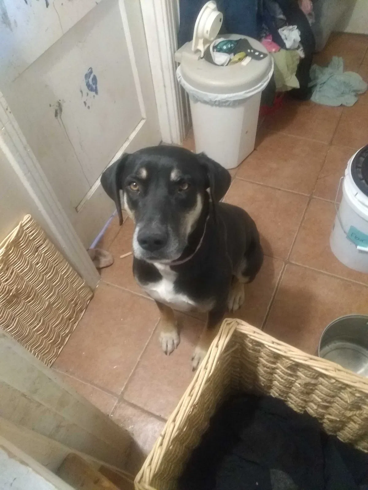 Lost dog in Edgewood, NM, 87015