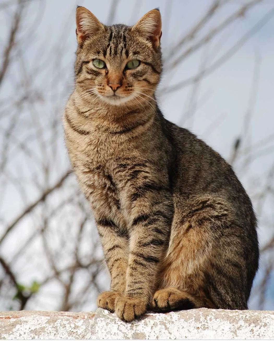 Lost cat in Bakersfield, CA, 93314