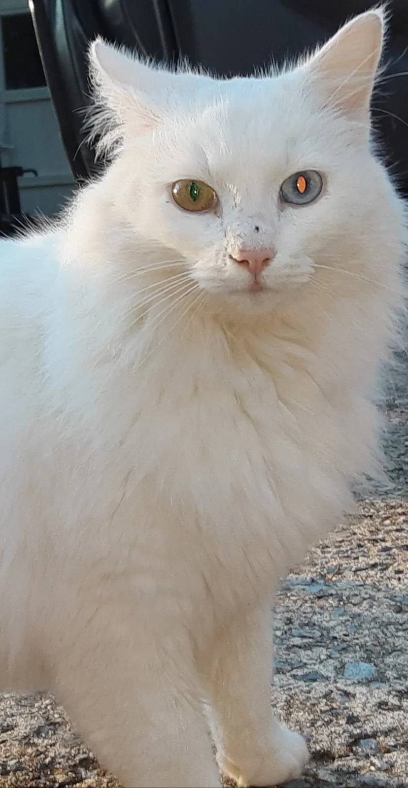 Found cat in Gaffney, SC, 29341