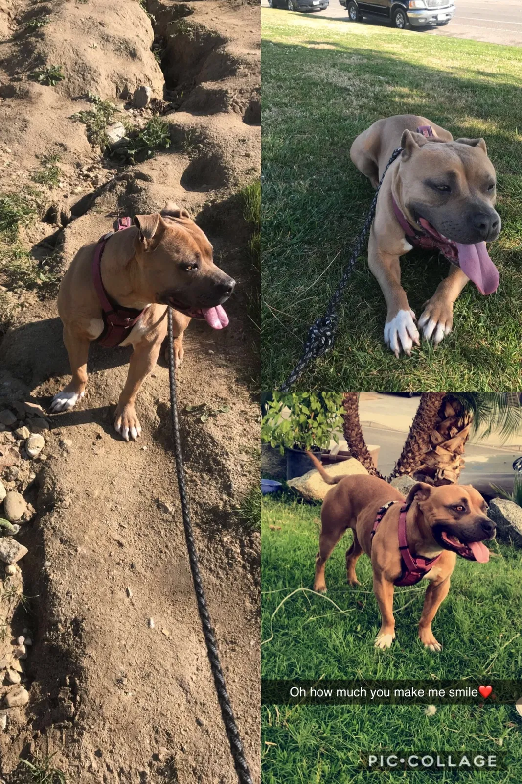 Lost dog in Bakersfield, CA, 93306