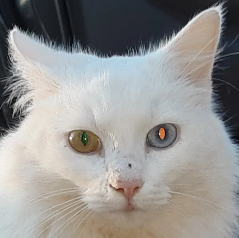 Found cat in Gaffney, SC, 29341