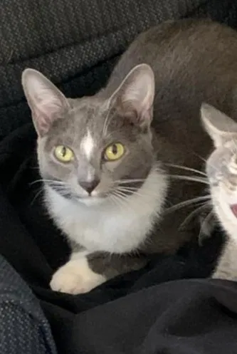 Lost cat in Tallulah, LA, 71282