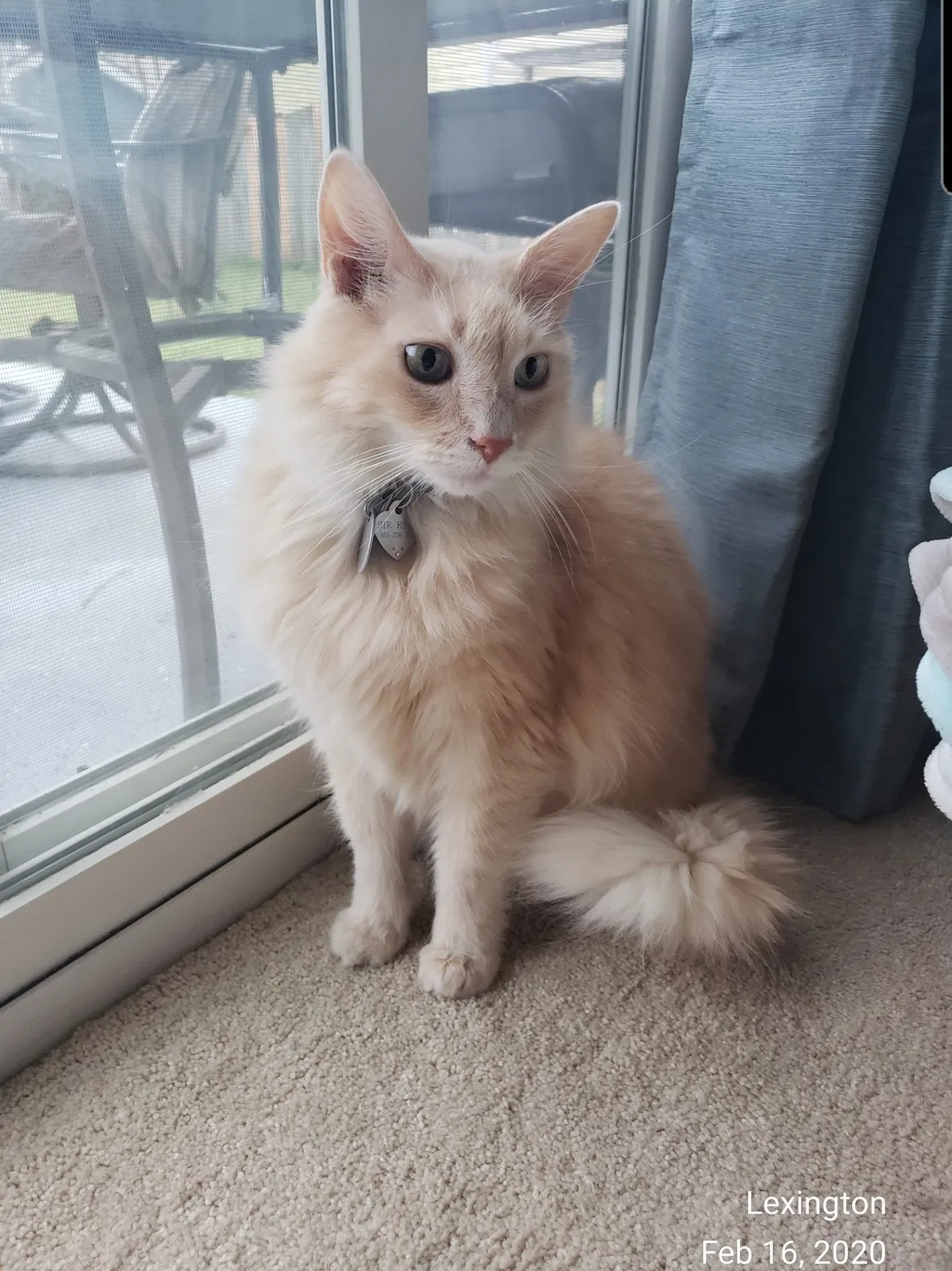 Lost cat in Lexington, SC, 29073