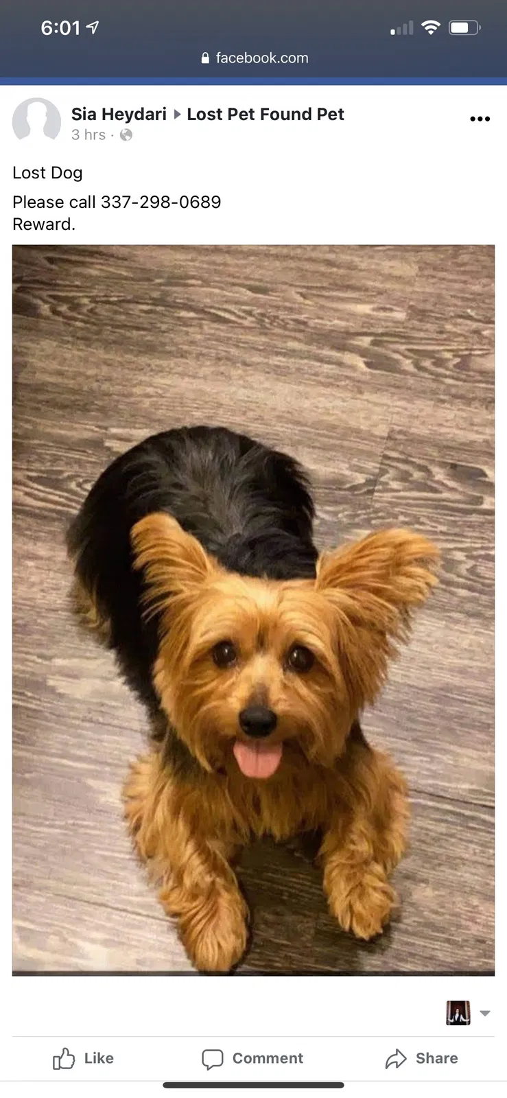 Lost dog in Lafayette, LA, 70508