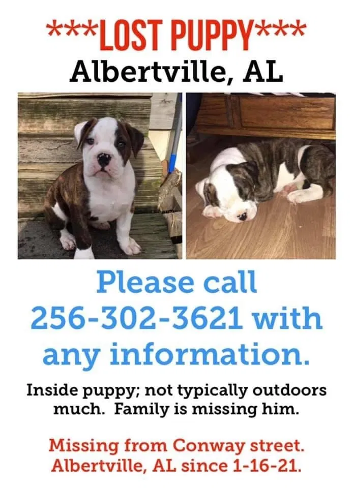 Lost dog in Albertville, AL, 35950