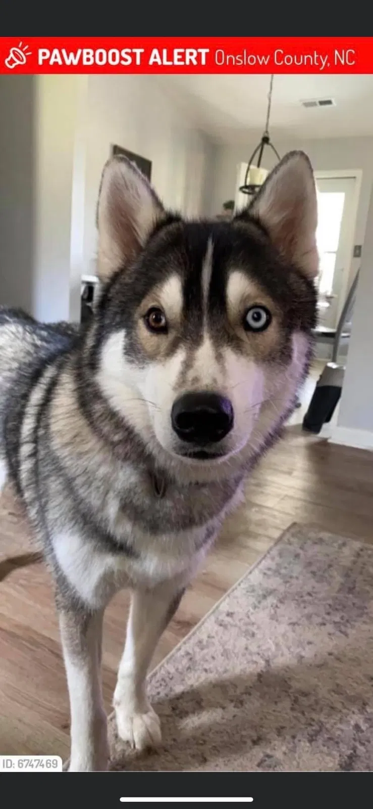 Lost dog in Jacksonville, NC, 28540