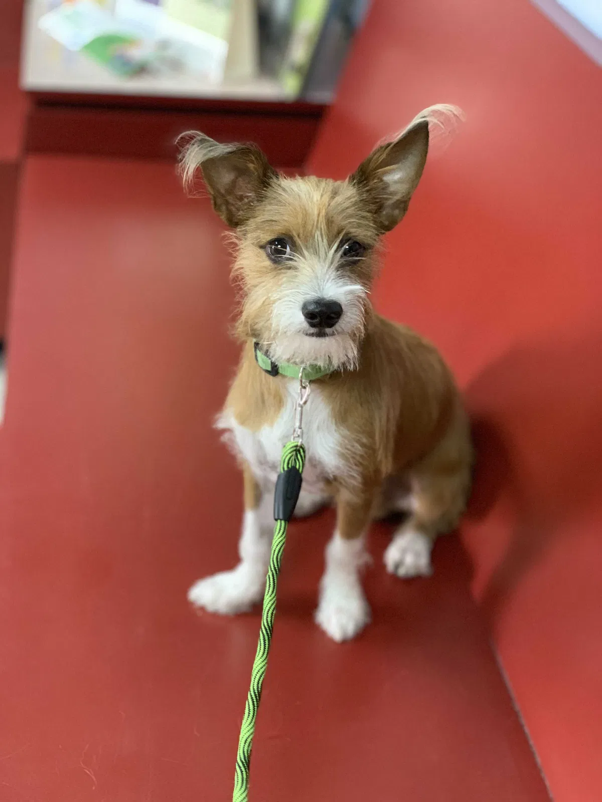 Lost dog in New Port Richey, FL, 34653