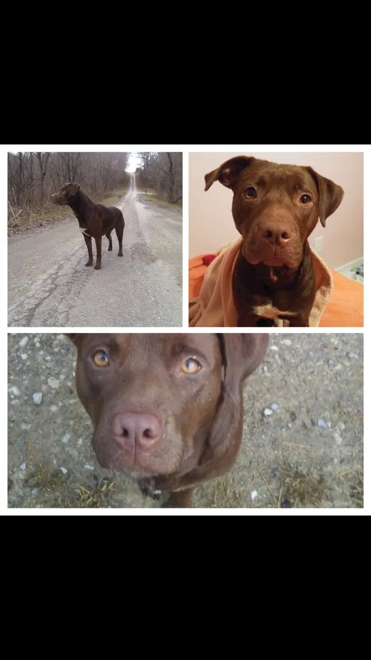Lost dog in Zanesville, OH, 43701