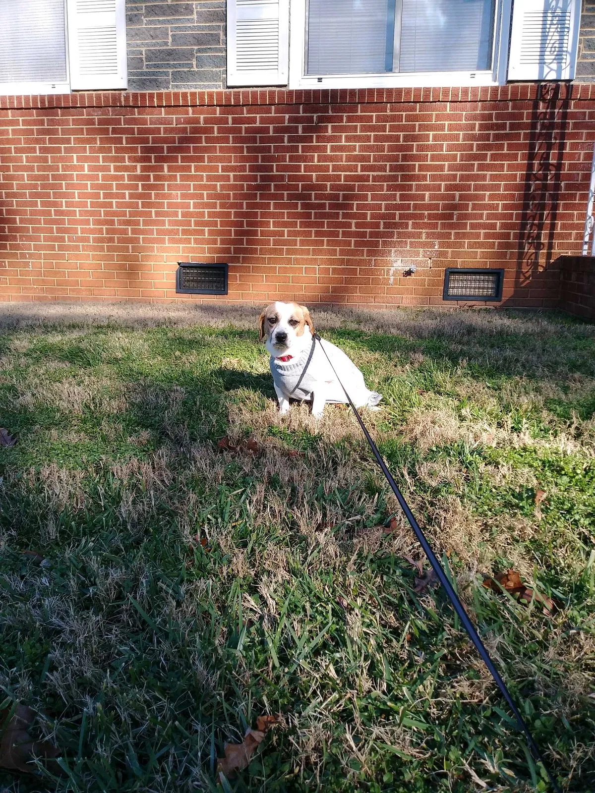Lost dog in Charlotte, NC, 28216
