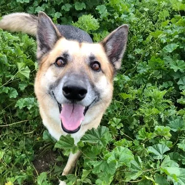 Lost dog in San Diego, CA, 92117