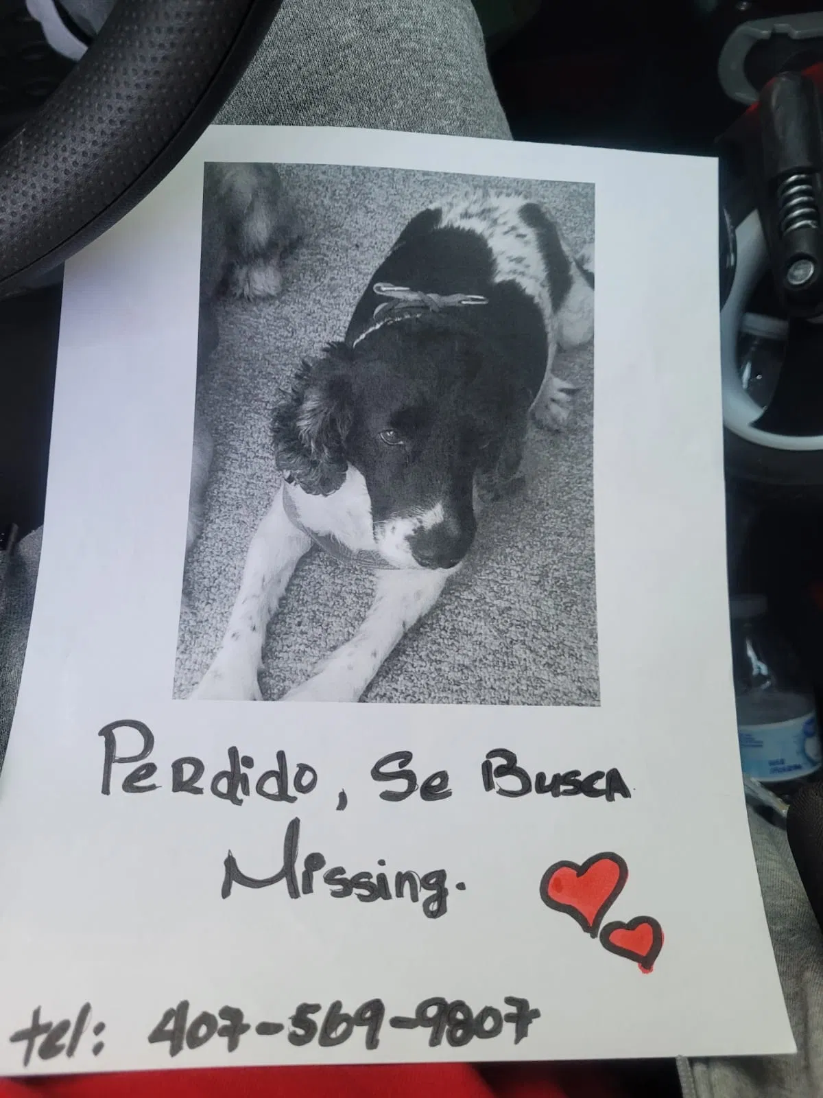 Lost dog in Orlando, FL, 32824