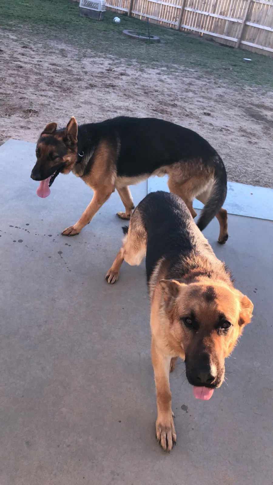 Lost dog in Sikeston, MO, 63801