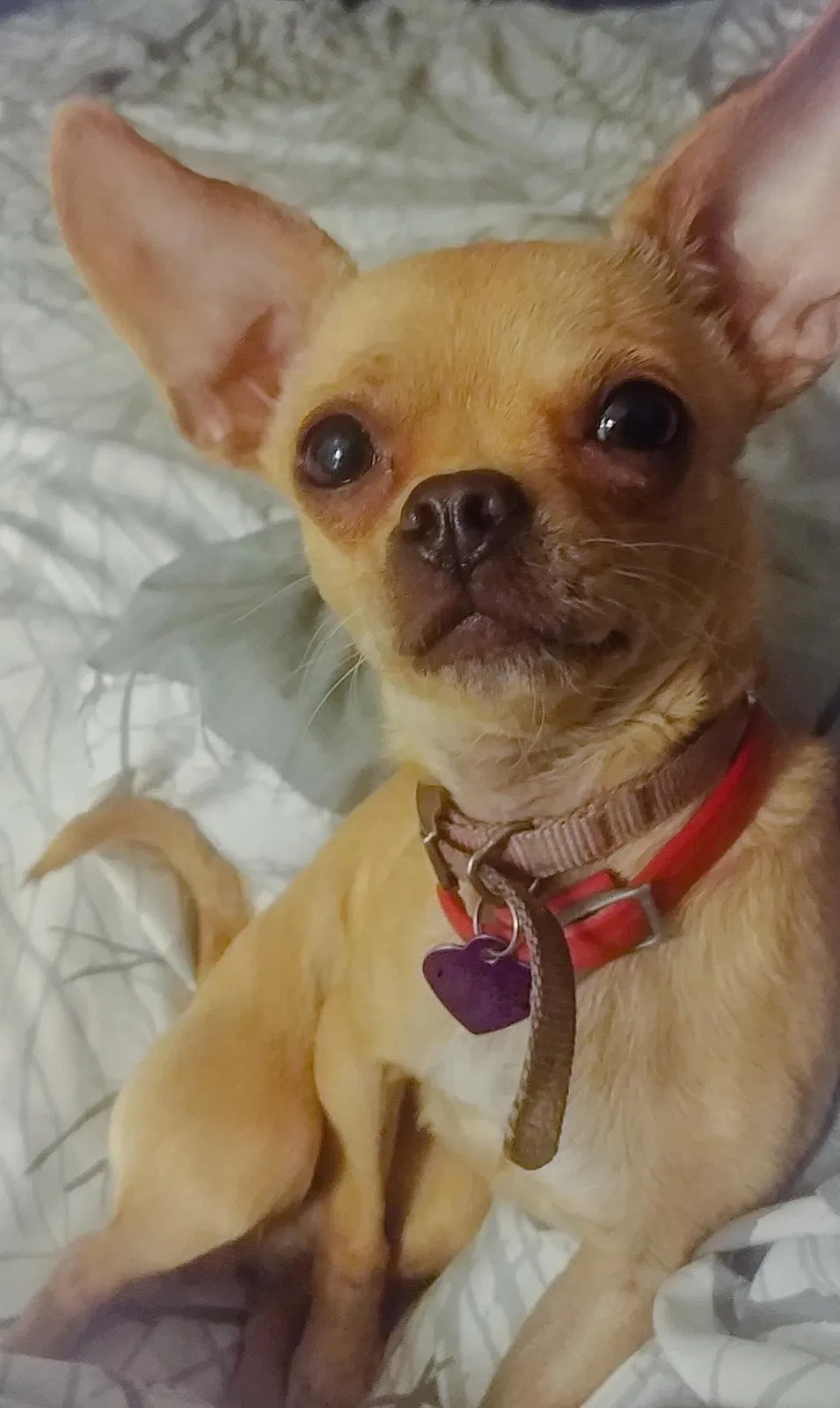 Lost dog in Fresno, CA, 93726