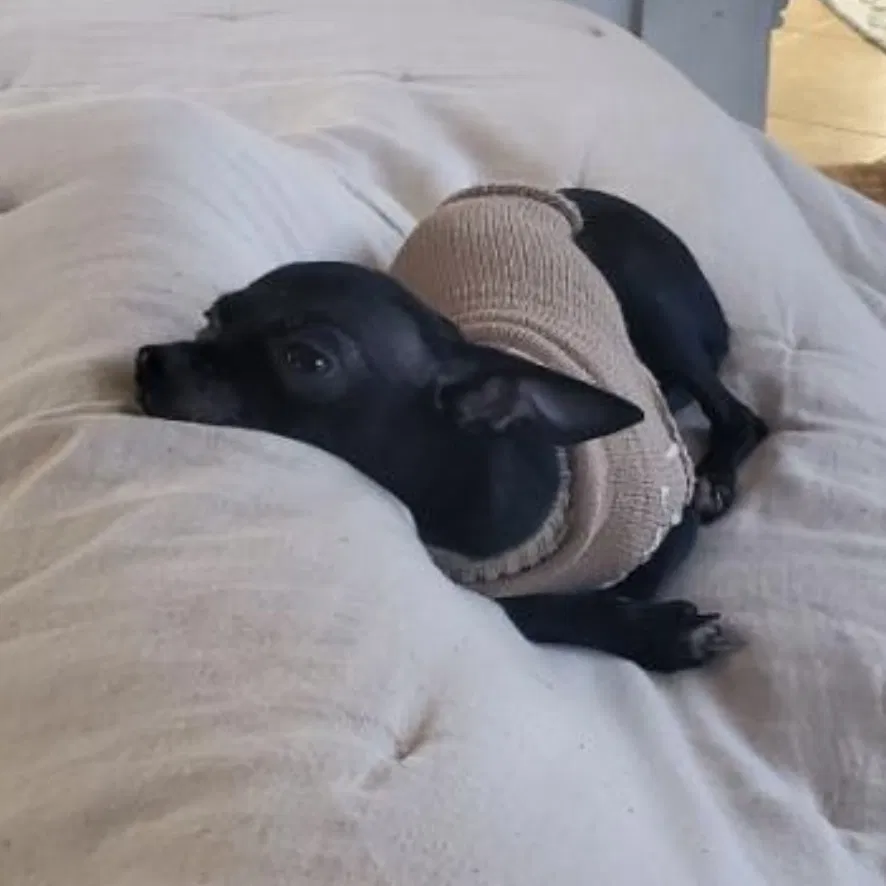 Lost dog in Stockton, CA, 95212