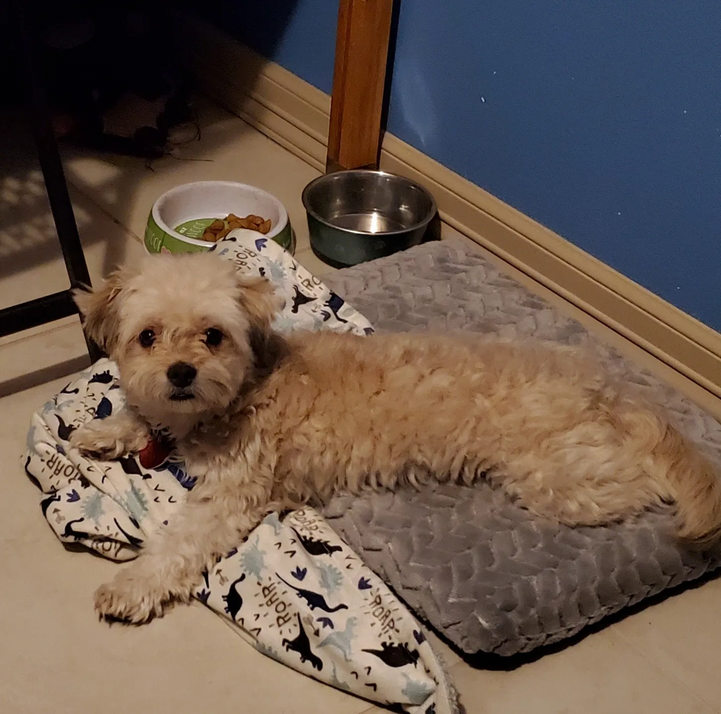 Lost dog in Mission, TX, 78573