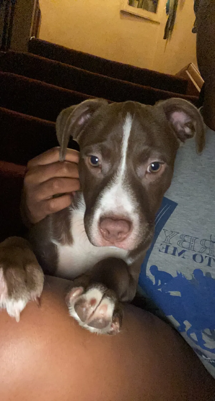 Lost dog in Detroit, MI, 48224