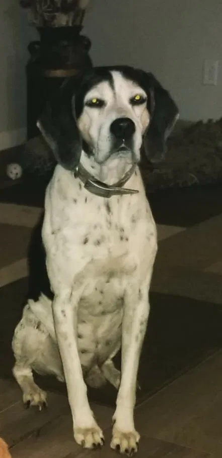 Lost dog in Ceres, CA, 95307