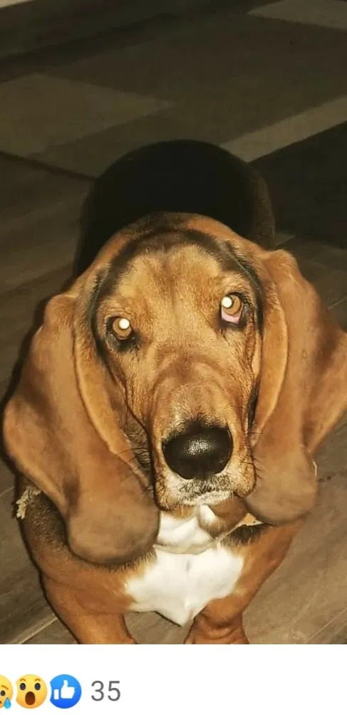 Lost dog in Ceres, CA, 95307